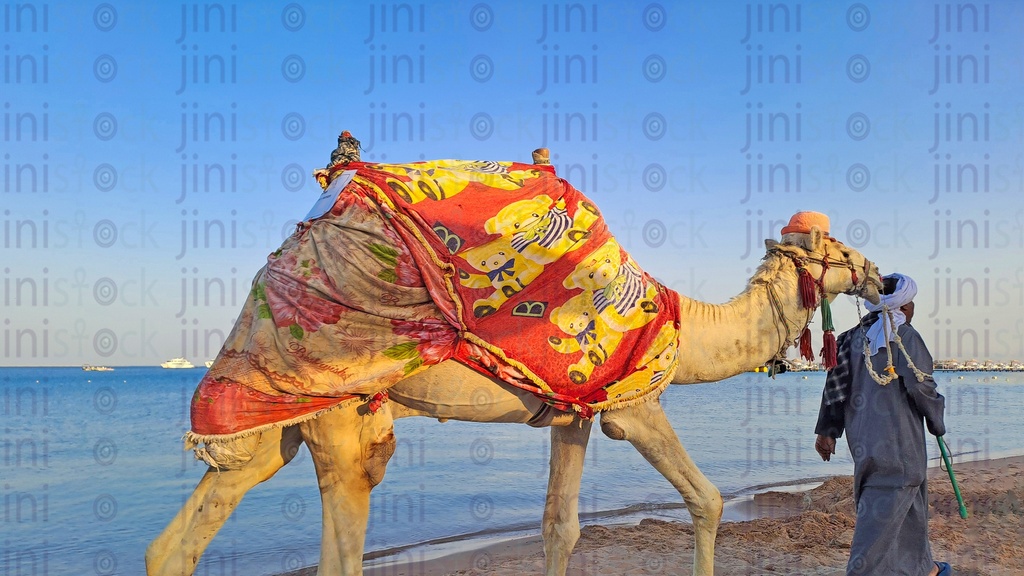 جمل على شاطئ البحر فى الغردقة .. a Camel on the beach in Hurghada