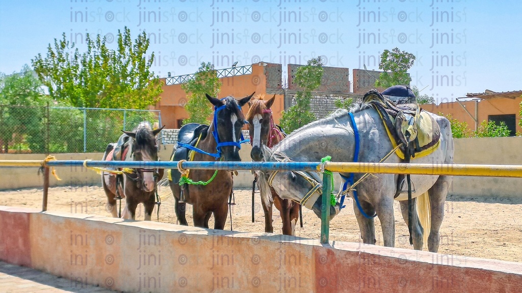 A four horses in a stable in a rural Egyptian farm
