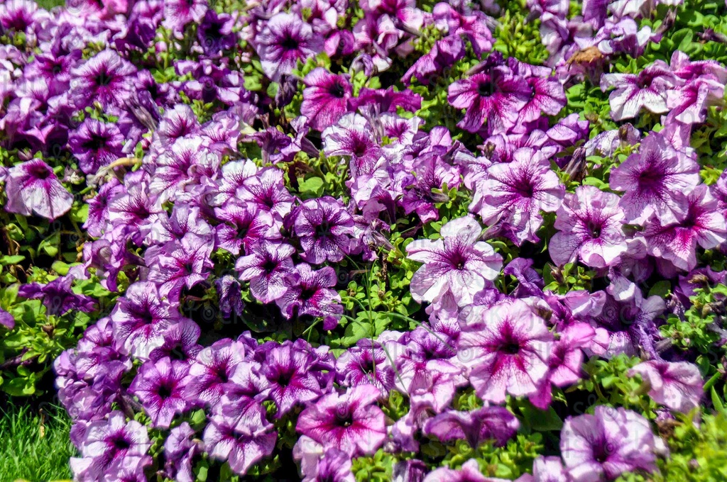 Purple flowers The image can be used as a background for designs for perfumes, hand wash, or other products or designs.