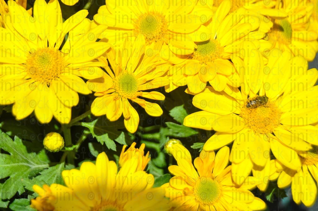 yellow flowers The image can be used as a background for designs for perfumes, hand wash, or other products or designs.