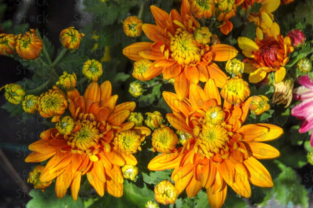 Orange flowers The image can be used as a background for designs for perfumes, hand wash, or other products or designs.