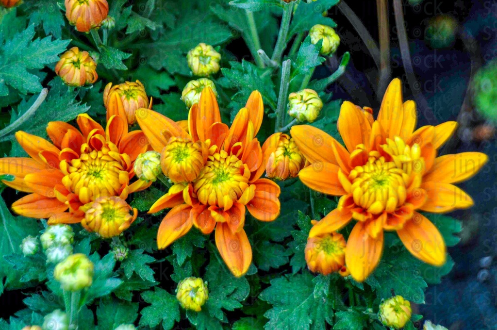 Orange flowers The image can be used as a background for designs for perfumes, hand wash, or other products or designs.