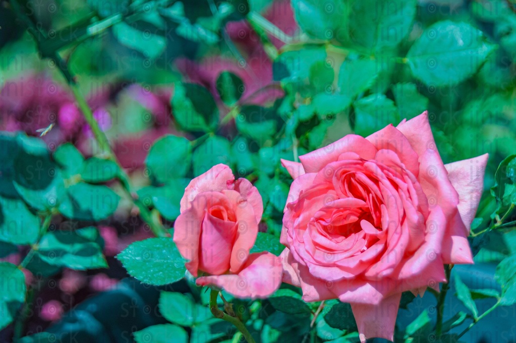 Pink Flowers. The image can be used as an isolated photo for designs