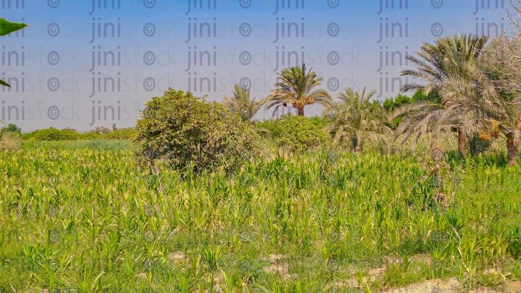 مزرعة في الريف المصري