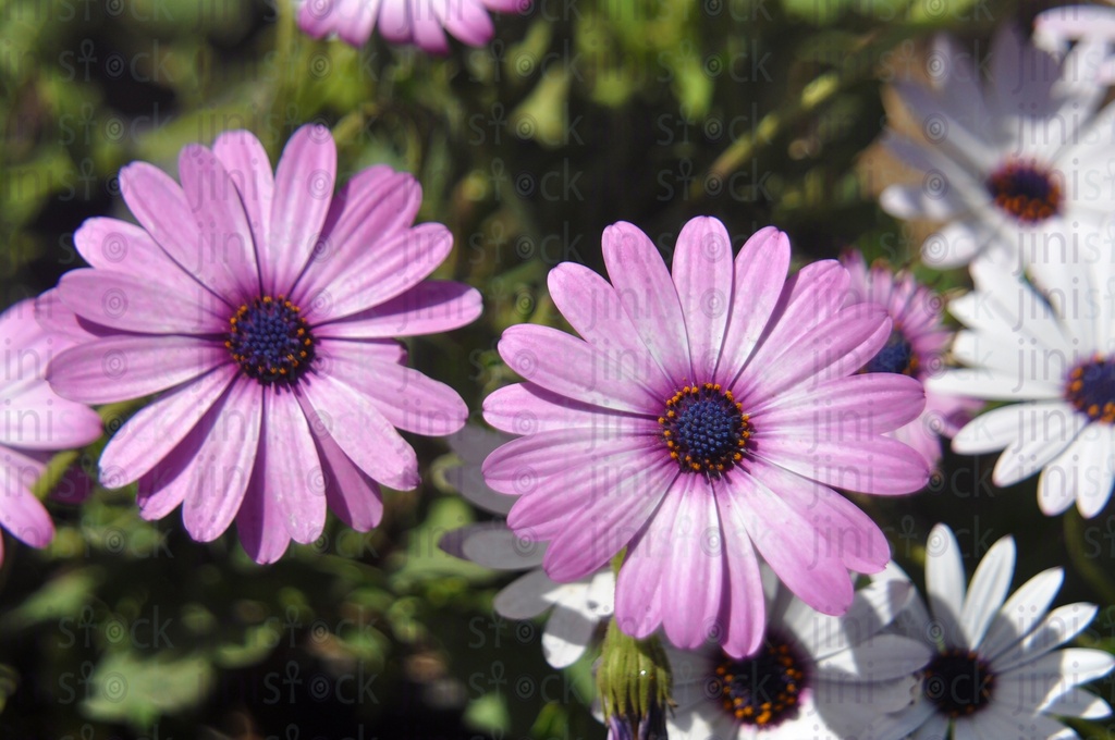 Purple flowers. spring flowers
