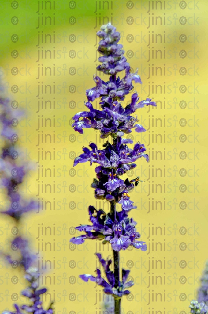 Lavender flower, spring flowers, roses, Lavender aroma