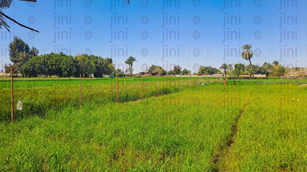 A Farm in the countryside in Egypt or upper Egypt.