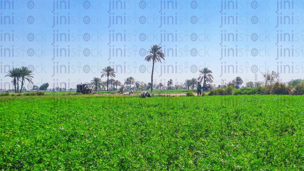 A Farm in the countryside in Egypt or upper Egypt.