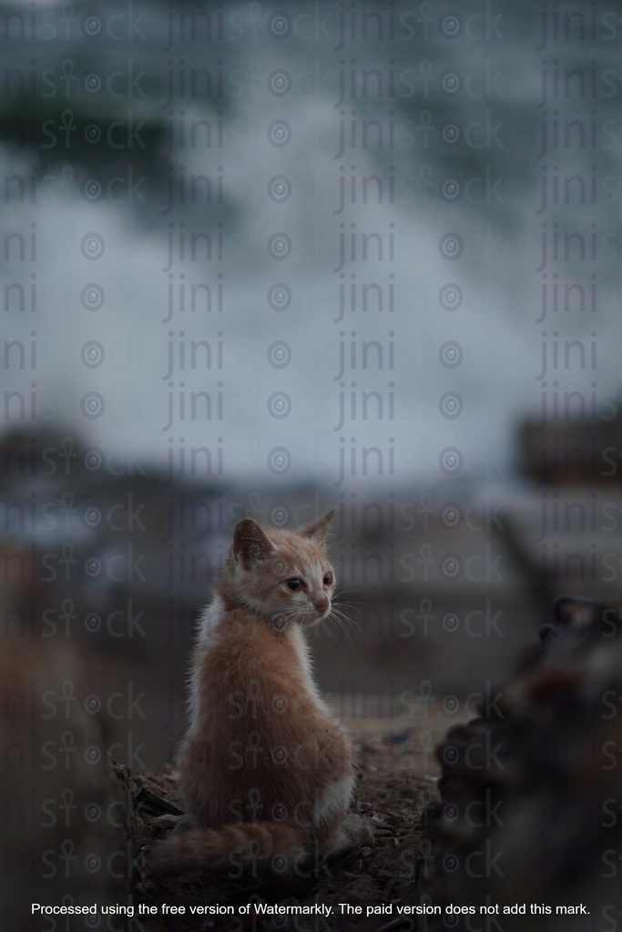 قطة على شاطئ رملي