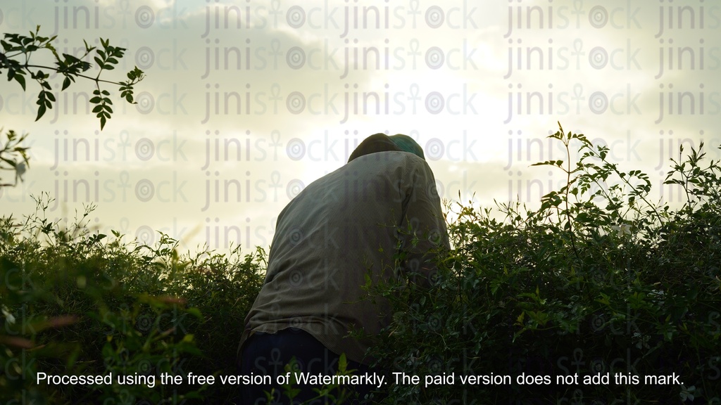 farmer back in a green field working and harvesting