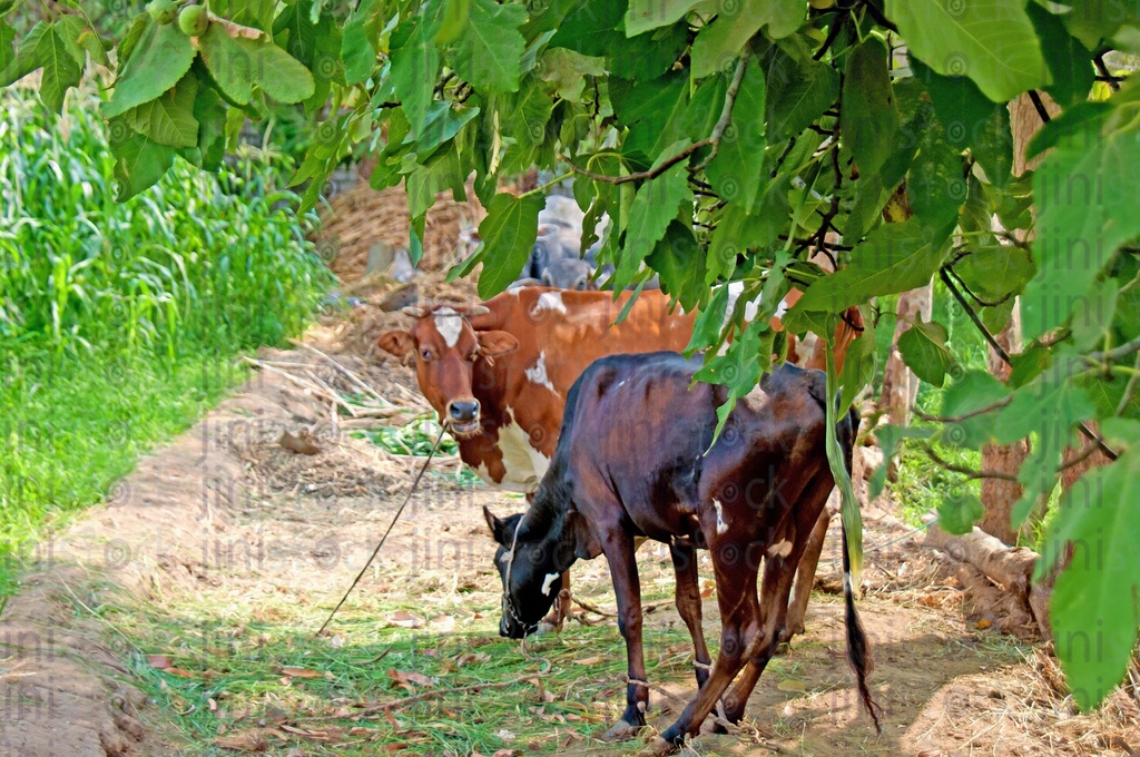 A farm in the Egyptian countryside in Fayoum. cattles , Cows and buffaloes. ate grass in the field.