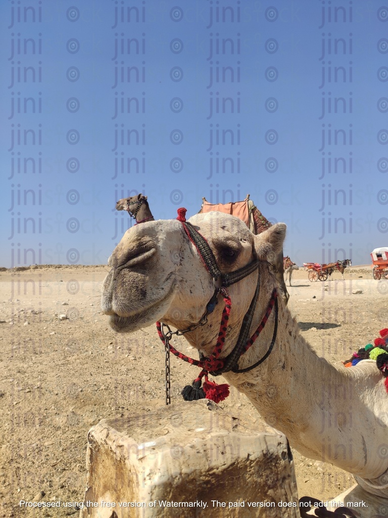 the camel in the pyramid