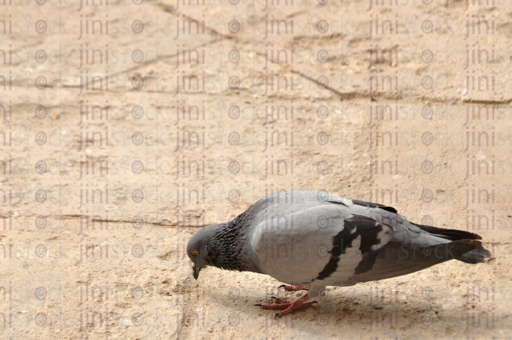 حمامة تأكل الطعام على الأرض