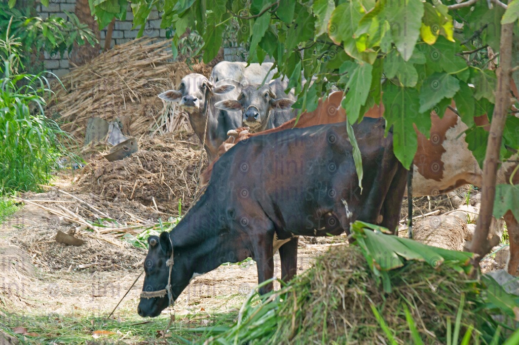 A farm in the Egyptian countryside where cattle, Cows and buffaloes ate grasses