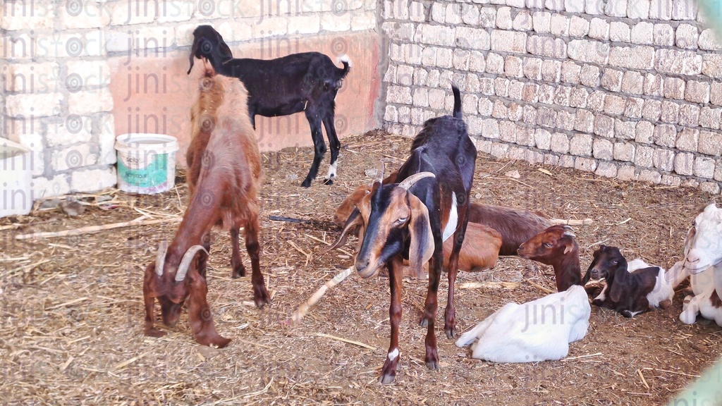 Goats and Capricorns in a place surrounded by brick fence