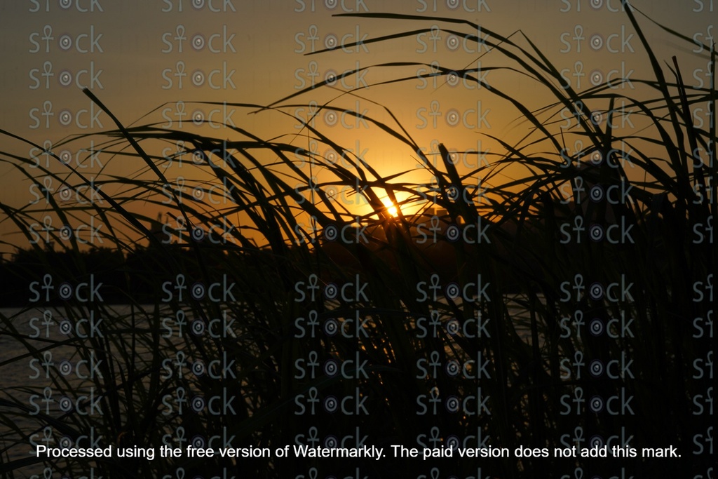 Sunset over water and plants