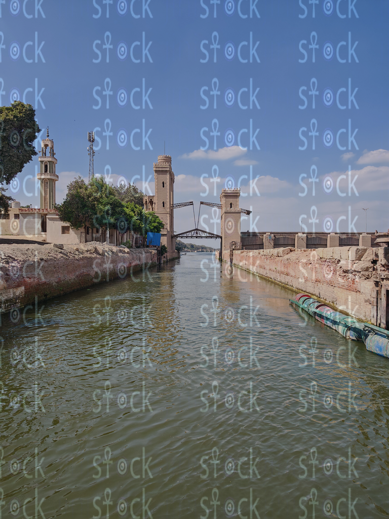 Palm Trees by the River 