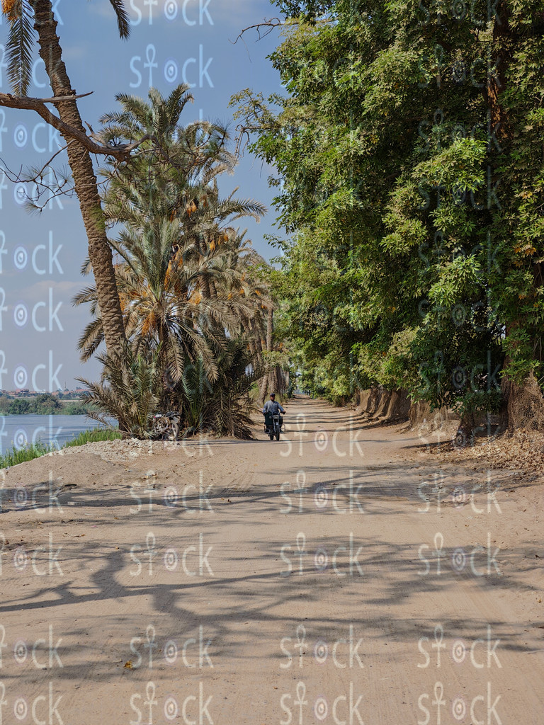 Palm Trees lining the River's Edge