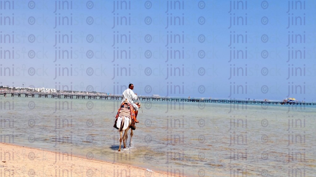  رجل على جمل فى البحر