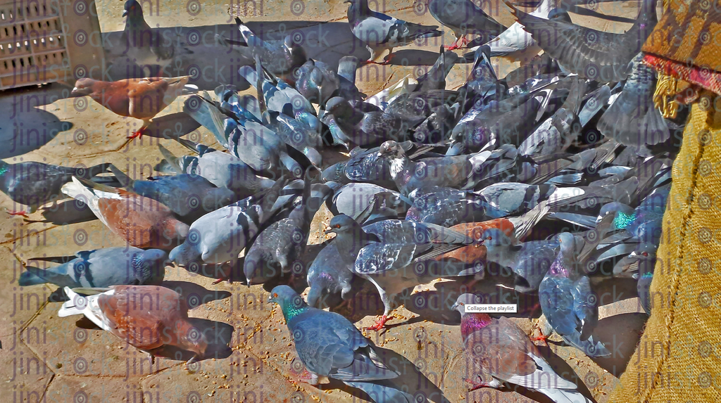Colorful pigeons حمام ملون