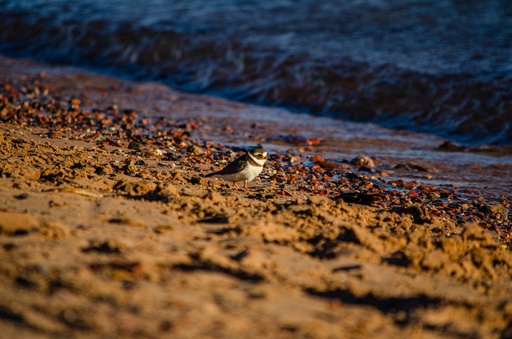 bird on a rocky beach.