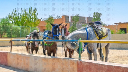 A four horses in a stable in a rural Egyptian farm