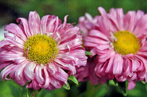 pink flowers The image can be used as a background for designs for perfumes, hand wash, or other products or designs.