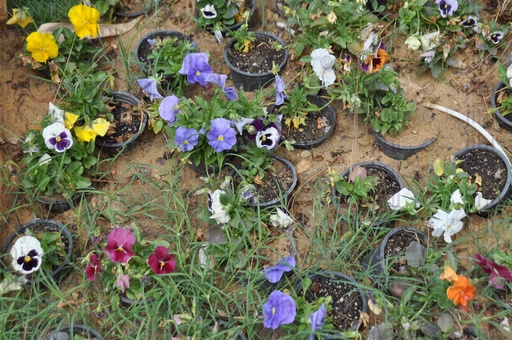 pots for plants and flowers in a garden