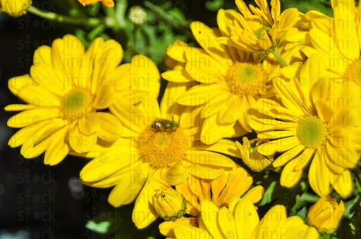 yellow flowers The image can be used as a background for designs for perfumes, hand wash, or other products or designs.