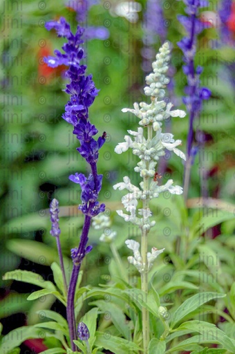 Lavender flower, spring flowers, roses, Lavender aroma.