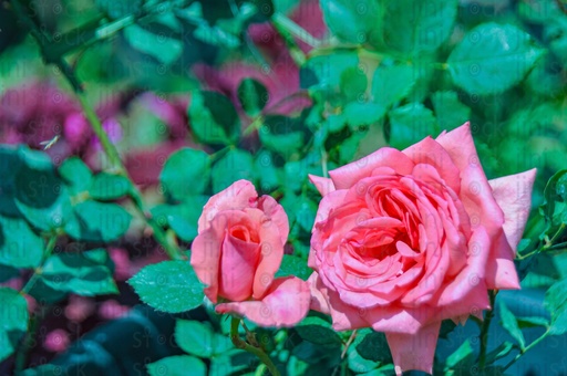 Pink Flowers. The image can be used as an isolated photo for designs