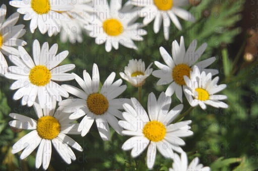 White flowers The image can be used as a background for designs for perfumes, hand wash, or other products or designs.