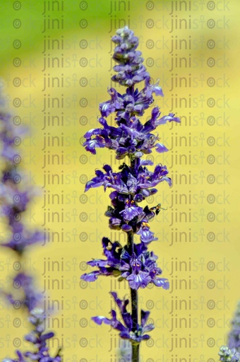 Lavender flower, spring flowers, roses, Lavender aroma