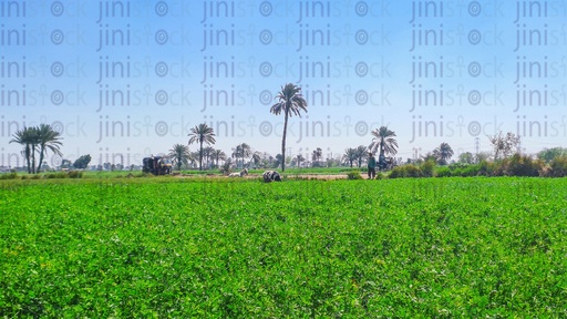 A Farm in the countryside in Egypt or upper Egypt.