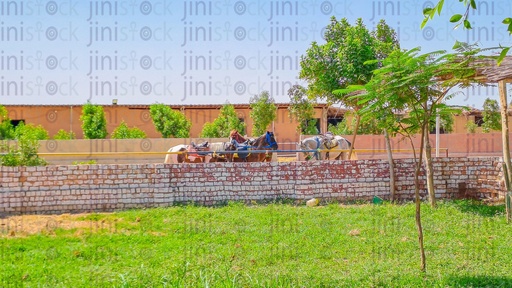 Horses behind the fence in an Egyptian Farm in the countryside