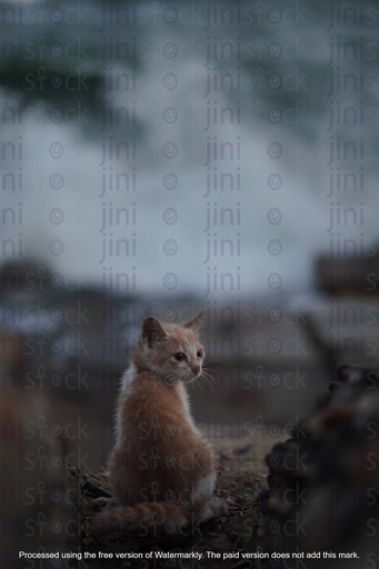 cat on a sandy beach