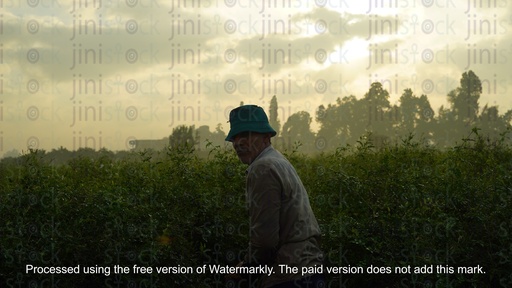 farmer working in green field