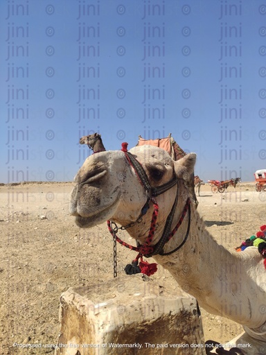 the camel in the pyramid