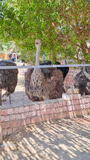 An ostriches in a farm in Egypt