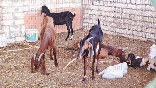 Goats and Capricorns in a place surrounded by brick fence