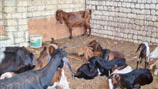 Goats and Capricorns in a place surrounded by brick fence