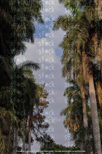 It shows a row of tall palm trees with thick green leaves, which appear to surround a road or path, with a bright sky in the middle.