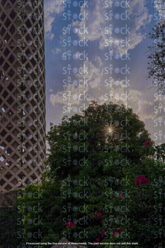 A picture of trees next to the Cairo Tower with the sun on the horizon.