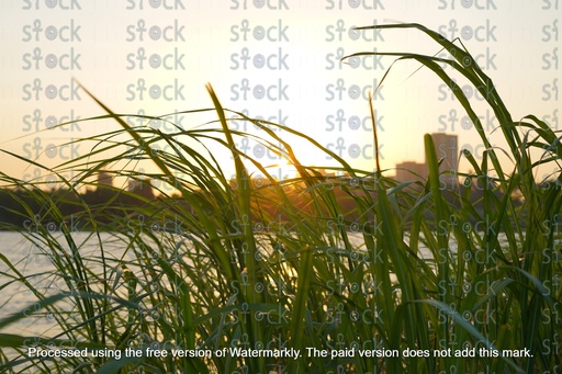Sunrise over water and plants