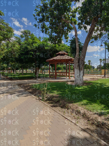 Tree Shadows along Ismailia Corniche