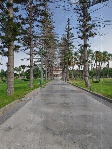 Royal Pathway Lined with Pines – Montaza Palace Alexandria
