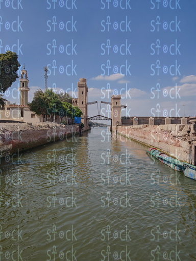 Palm Trees by the River 