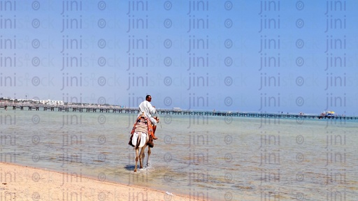  رجل على جمل فى البحر